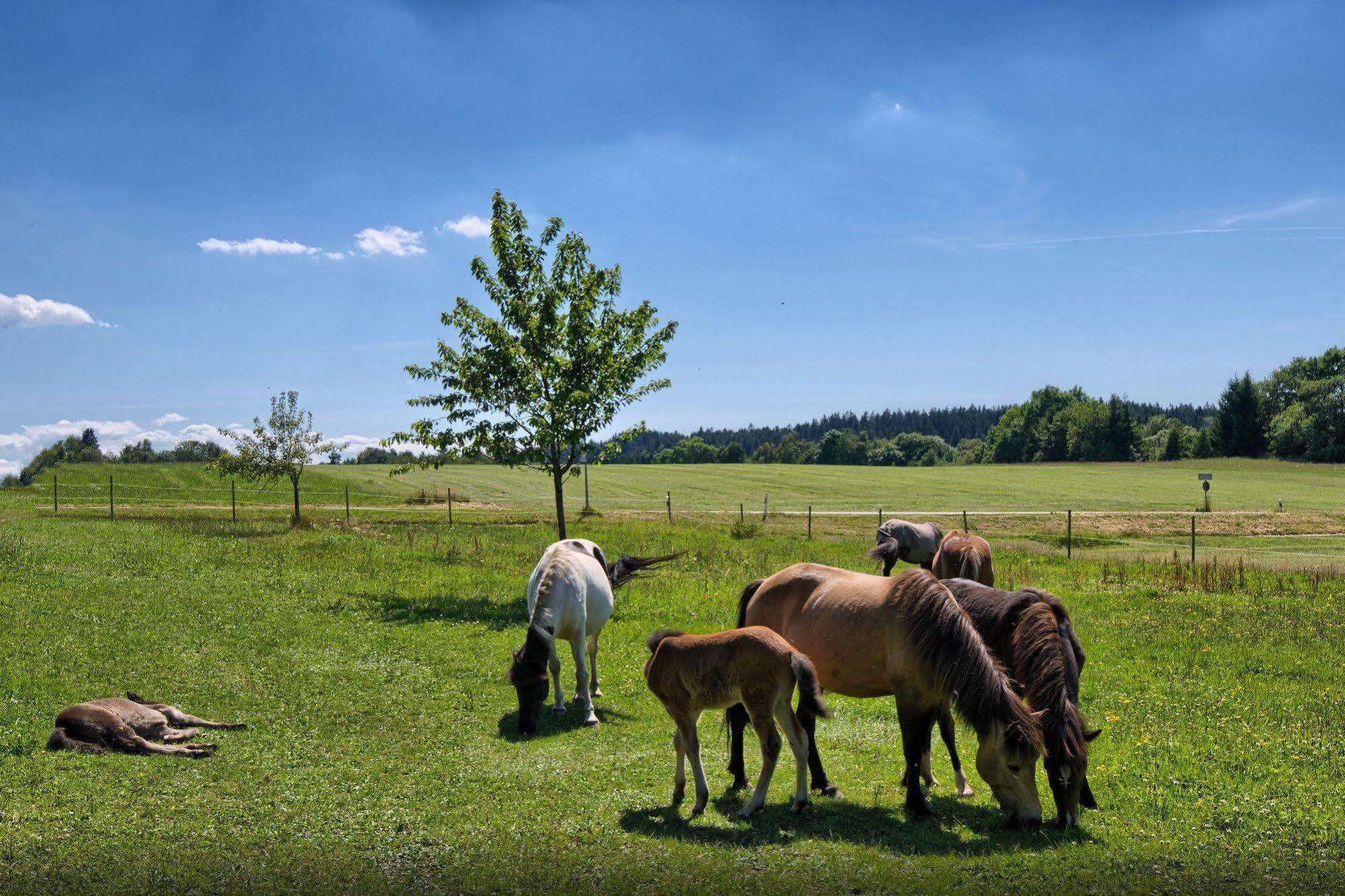 Landgasthof Zum Schwanen Hornberg Dış mekan fotoğraf